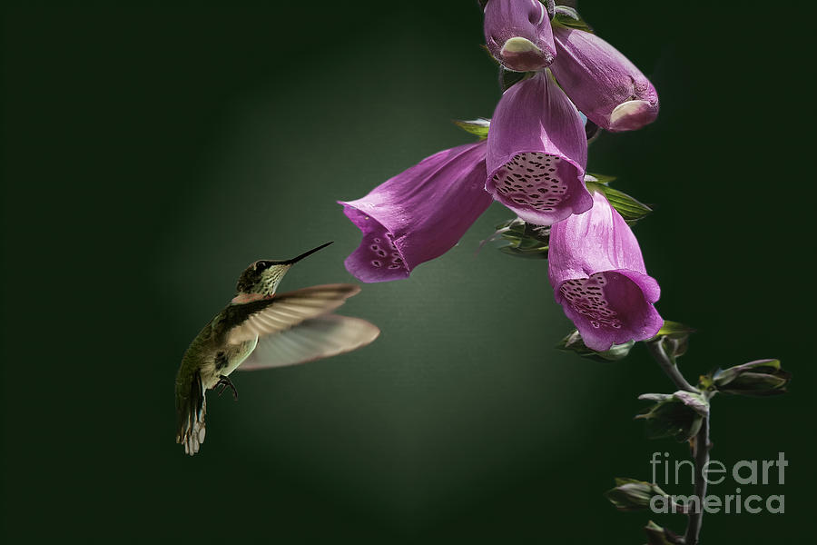 Bellflower Hummingbird Photograph by Ed Taylor