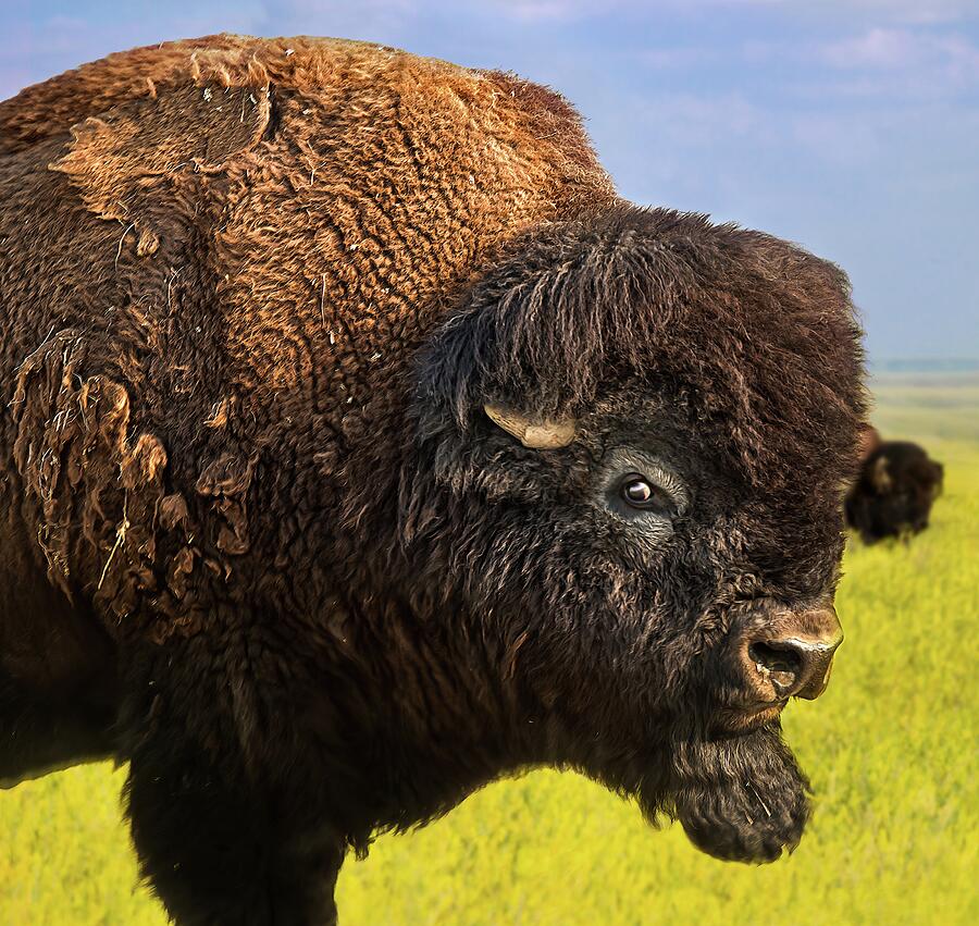 Belligerent Bison Photograph by Tracy Munson