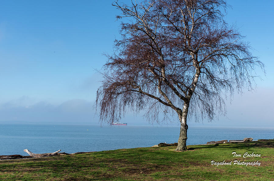 Bellingham Bay and Marine Park Birch Tree Photograph by Tom Cochran