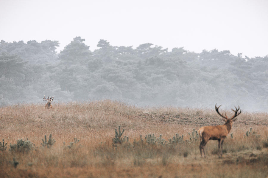 Bellowing red deer defending his territory at the Veluwe The Net Photograph by Patrick Van Os