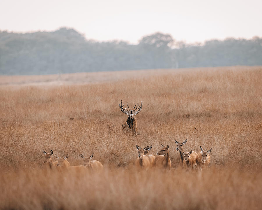 Bellowing red deer driving the hinds at the Veluwe The Netherlan Photograph by Patrick Van Os