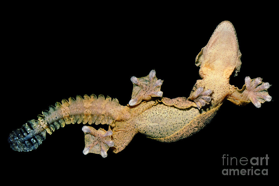 Belly side of a Flying Gecko Ptychozoon kuhli, Foot Pads Photograph by ...