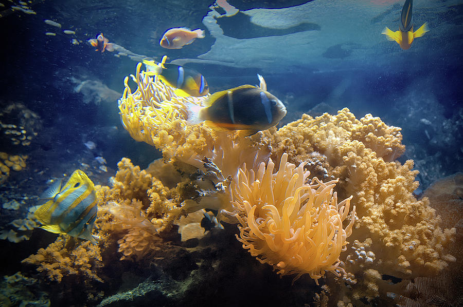 Below the Surface by PAUL COCO Below the Surface by PAUL COCO