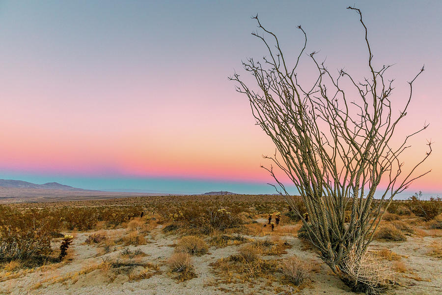 Belt of Venus and Ocotillo Photograph by Peter Tellone