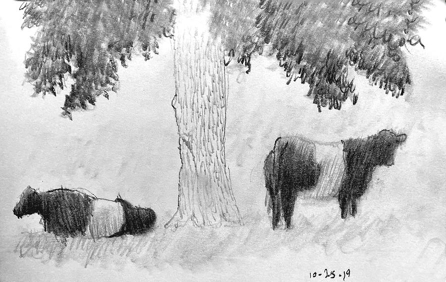 Belted Cattle Drawing by David Zimmerman - Fine Art America