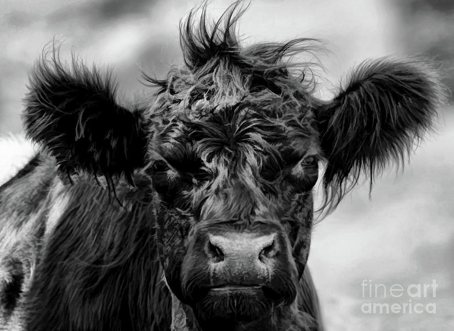 Belted Galloway BW Photograph by D Hackett