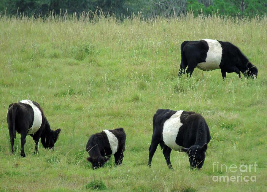 Belted Galloway Cattle Photograph by D Hackett