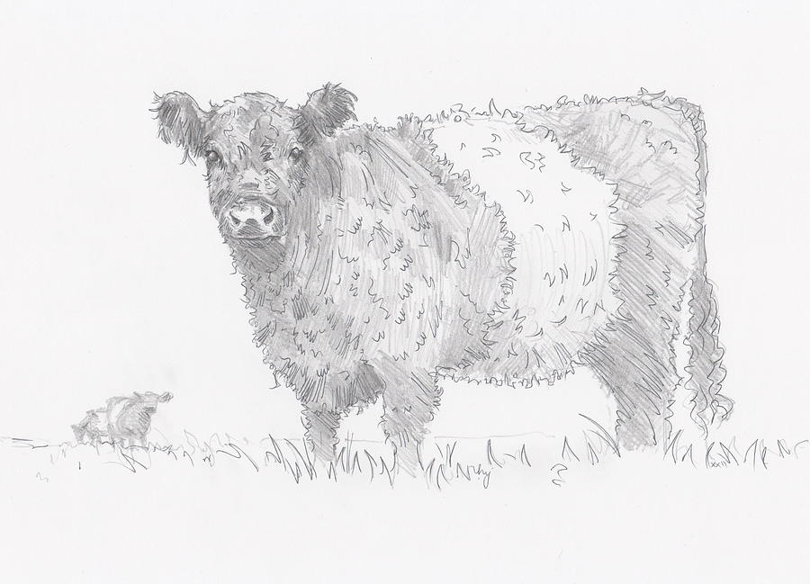 Belted Galloway Cow Drawing Drawing by Mike Jory