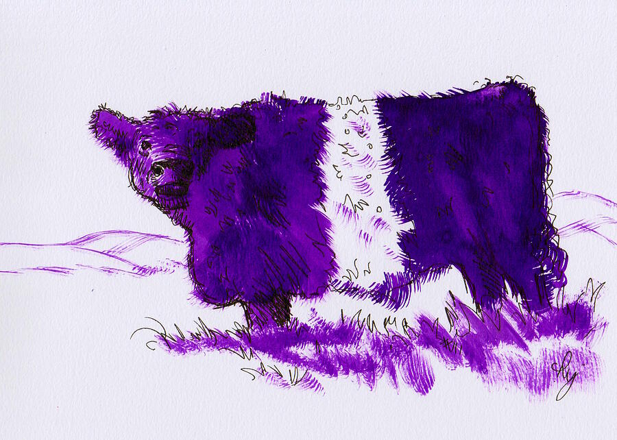 Belted Galloway Cow Ink Drawing Drawing by Mike Jory
