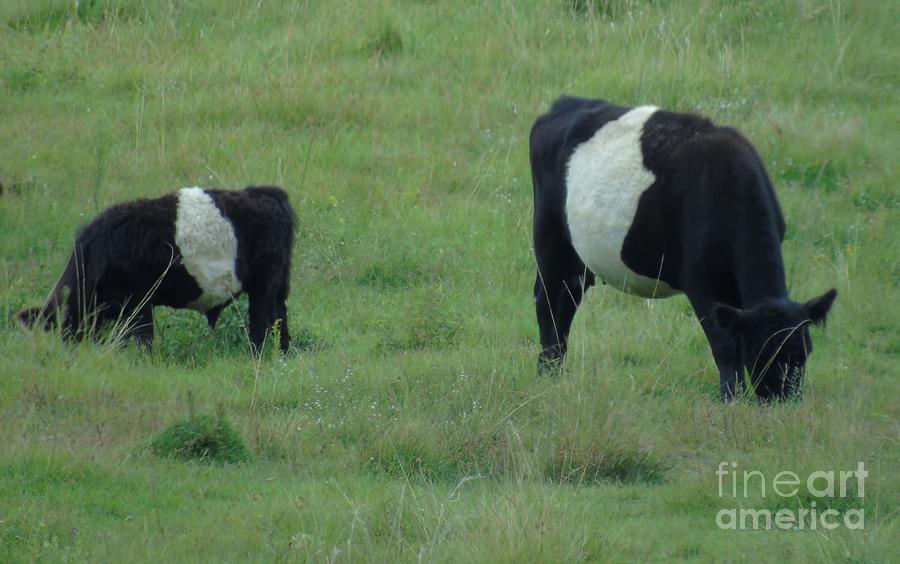 Belted Galloway Cows Photograph by D Hackett