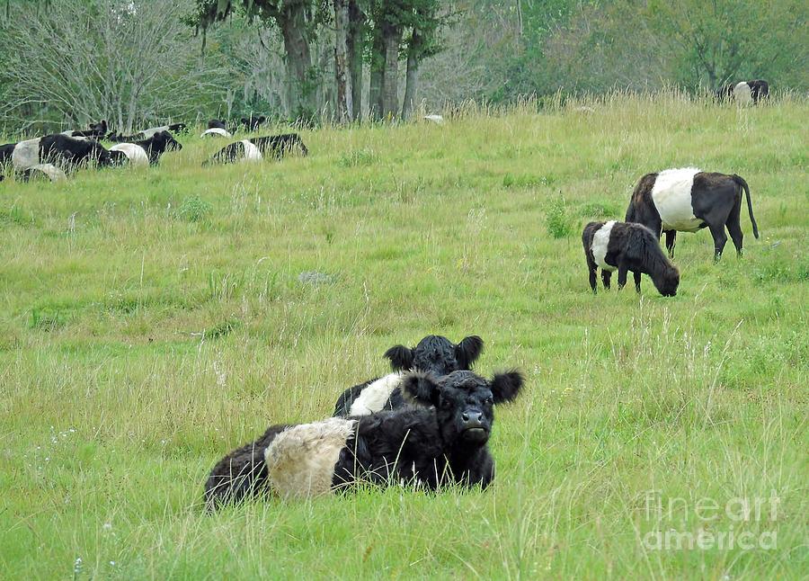 Belted Galloway Herd Photograph by D Hackett