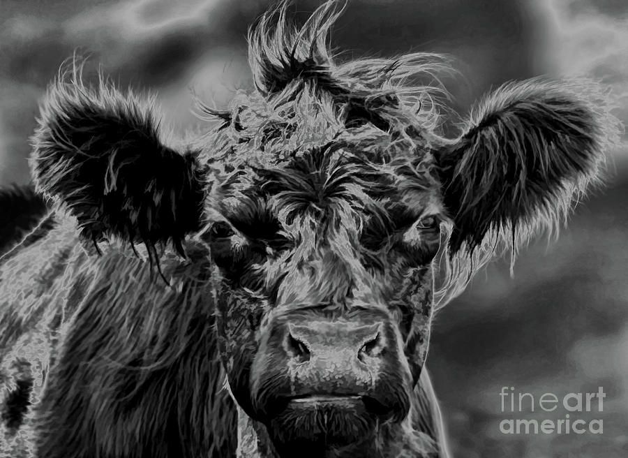 Belted Galloway Highlighted Photograph by D Hackett