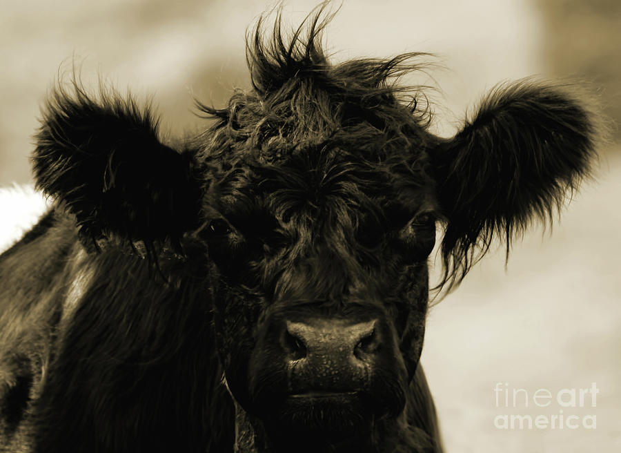 Belted Galloway Sepia Photograph by D Hackett