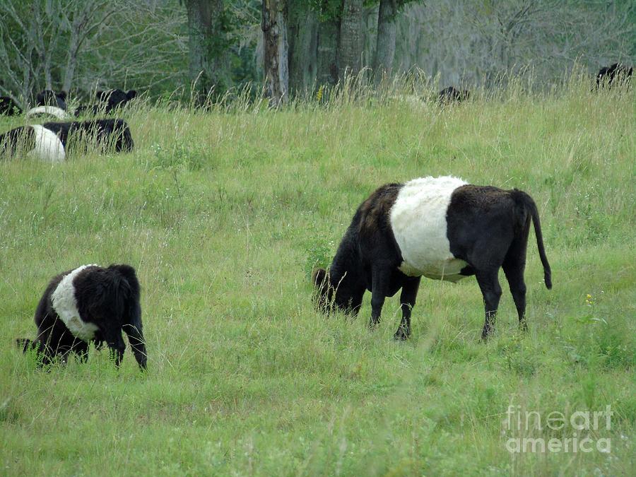 Belted Galloways Photograph by D Hackett