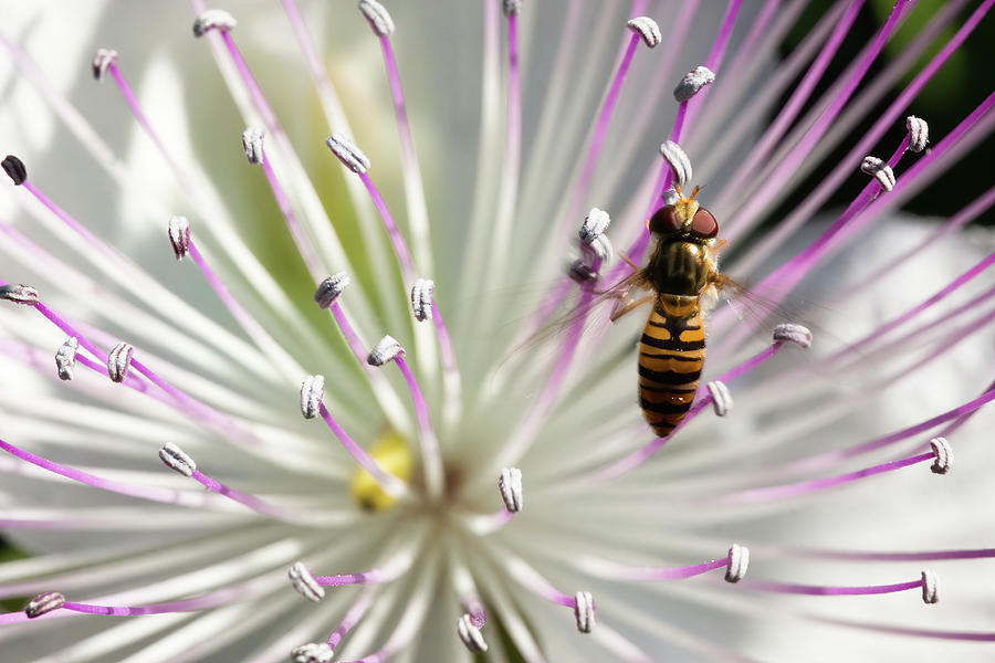 Belted hoverfly, Syrphidae on a caper flower Photograph by Jean-Luc Farges
