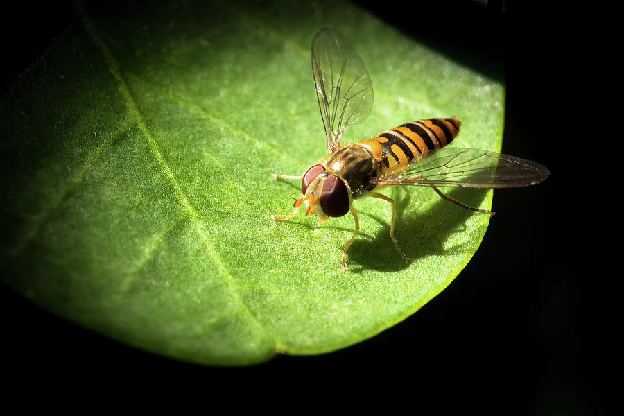 Belted hoverfly, Syrphidae on caper leaf Photograph by Jean-Luc Farges