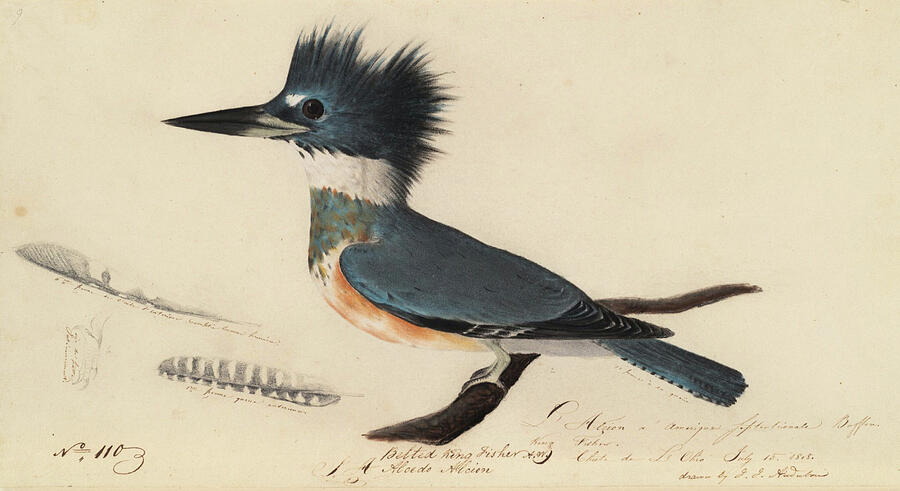 Belted Kingfisher, from 1851 or earlier Drawing by John James Audubon