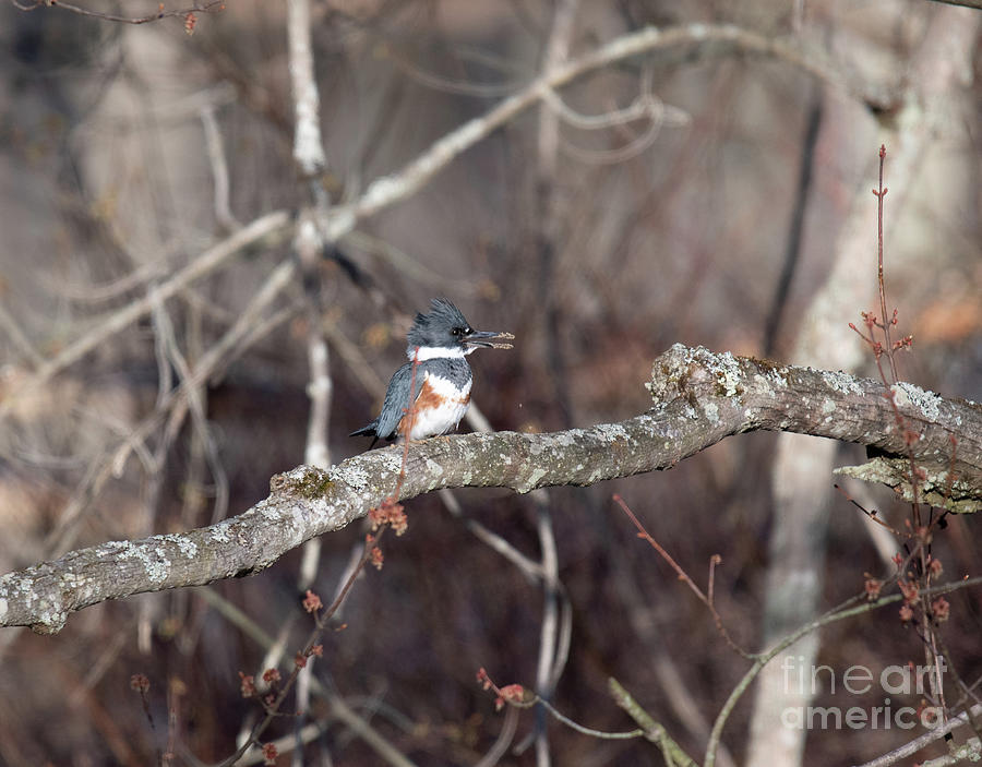 Bird Photograph - Belted Kingfisher 2 by Marianne Kuzimski