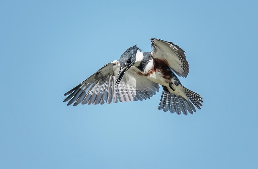 Belted Kingfisher 4672-101620-2 Photograph by Tam Ryan