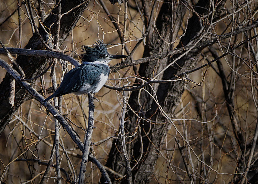 Belted Kingfisher 5 Photograph by Ernest Echols