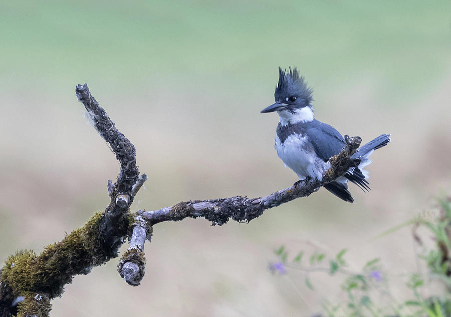 Belted Kingfisher Photograph by Angie Vogel