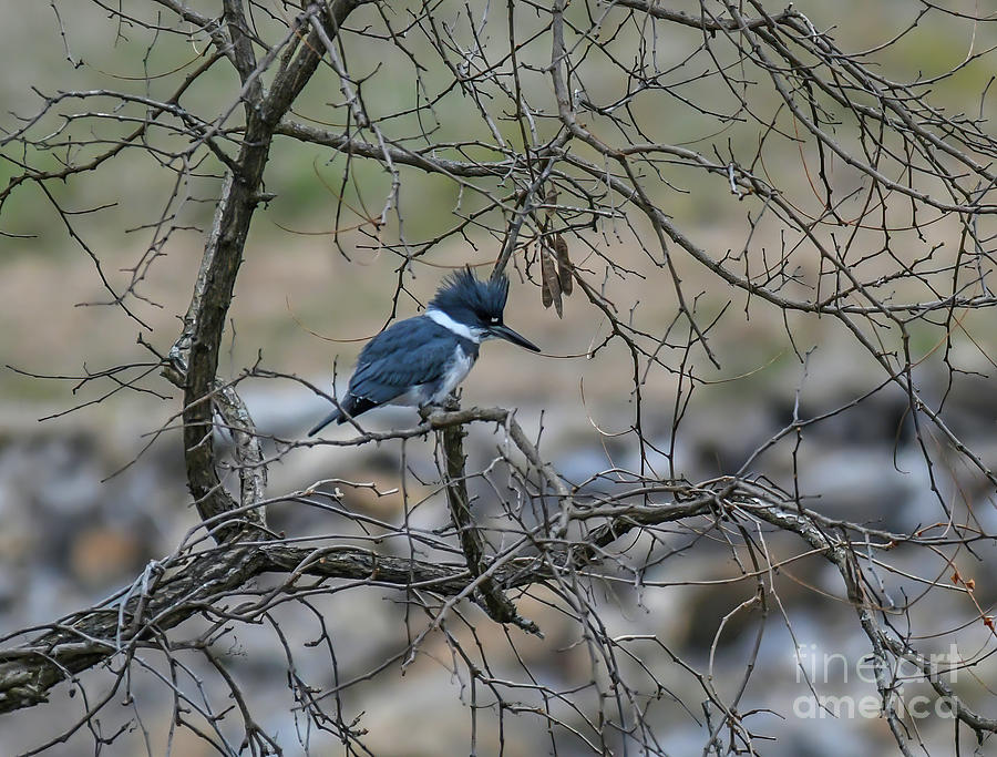 Belted Kingfisher at Claytor Lake State Park Photograph by Kerri Farley
