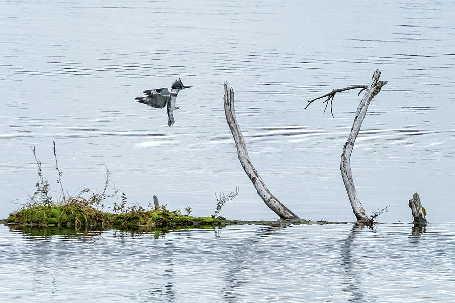 Belted Kingfisher At Clear Lake, No. 1 Photograph