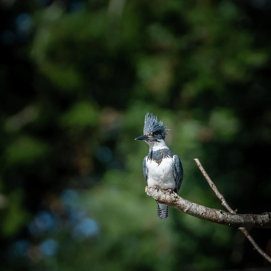 Belted Kingfisher at the Park Photograph by Douglas Fraser Smith Belted Kingfisher at the Park Photograph by Douglas Fraser Smith