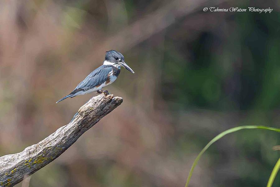 Belted Kingfisher at Union Bay Photograph by Tahmina Watson