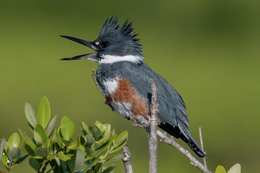 Belted Kingfisher Calling Photograph by Bradford Martin