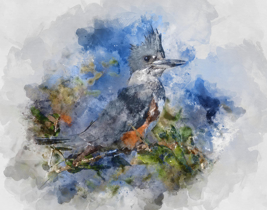 Kingfisher Digital Art - Belted Kingfisher by Cheryl Johnson