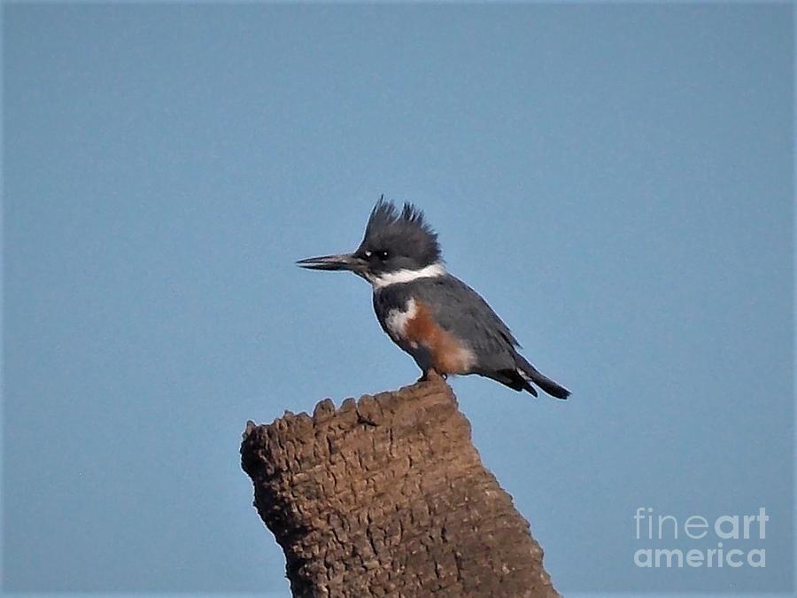 Belted Kingfisher Photograph by David Ragland