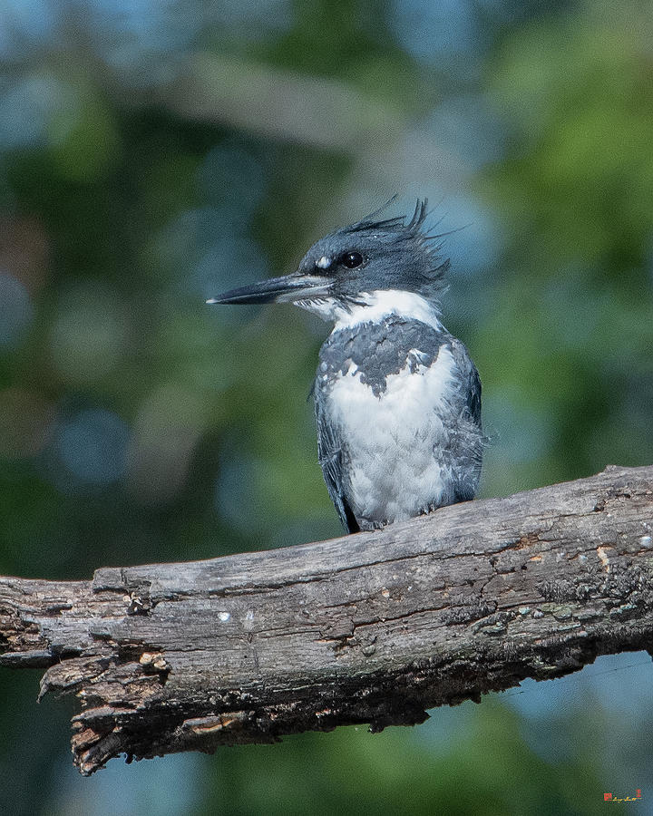 Belted Kingfisher DSB0380 Photograph by Gerry Gantt