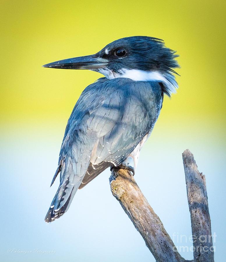 Belted Kingfisher Digital Art by Eric Flanagan