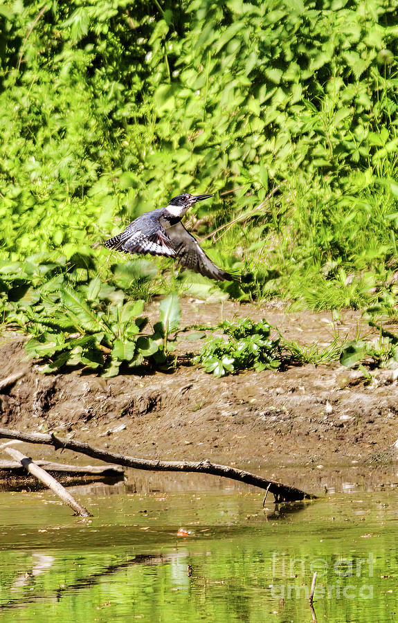 Belted Kingfisher Flying Away With Fish Photograph by Charline Xia