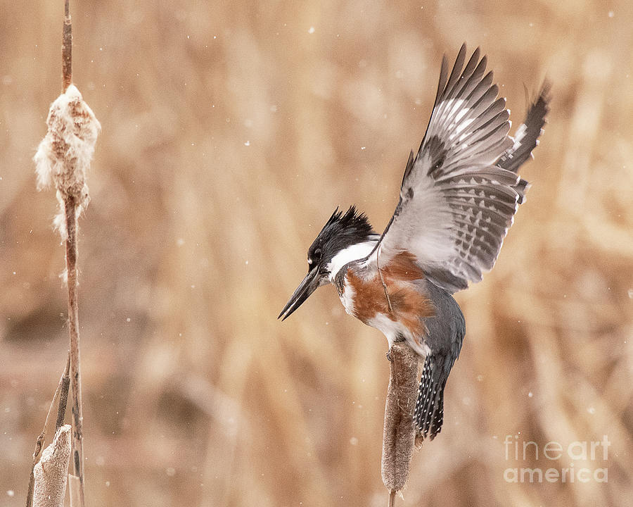 Belted Kingfisher Hunting Photograph by Dennis Hammer