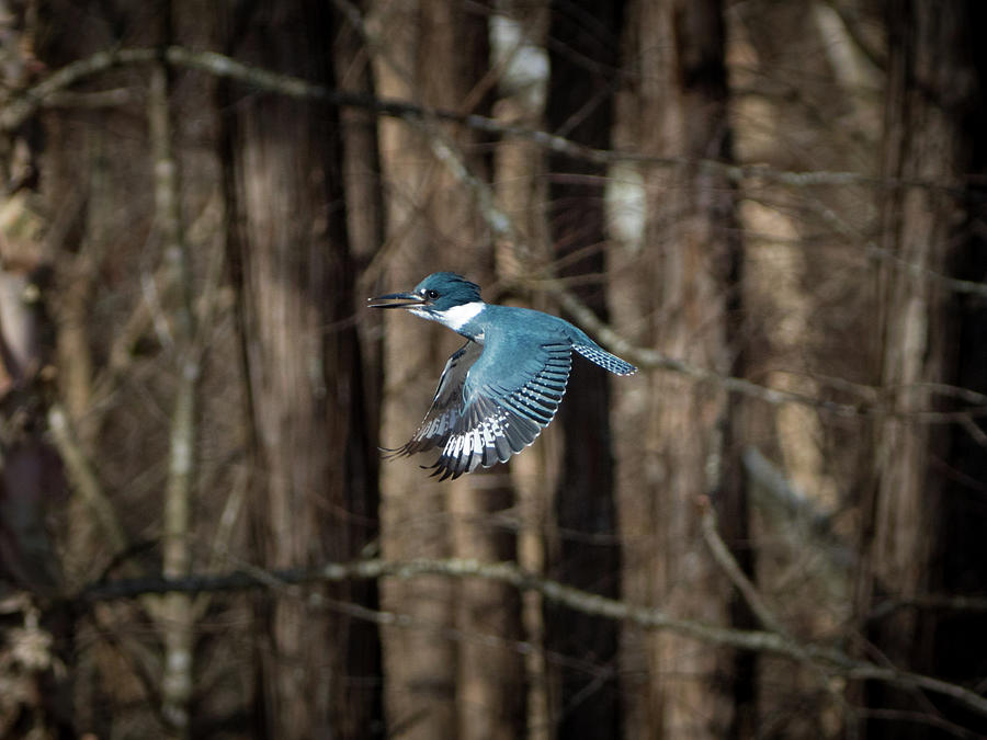 Belted Kingfisher - In Flight Photograph by Chad Meyer