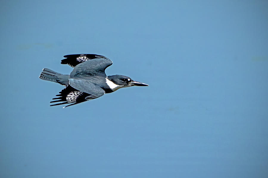 Belted Kingfisher In Flight Photograph
