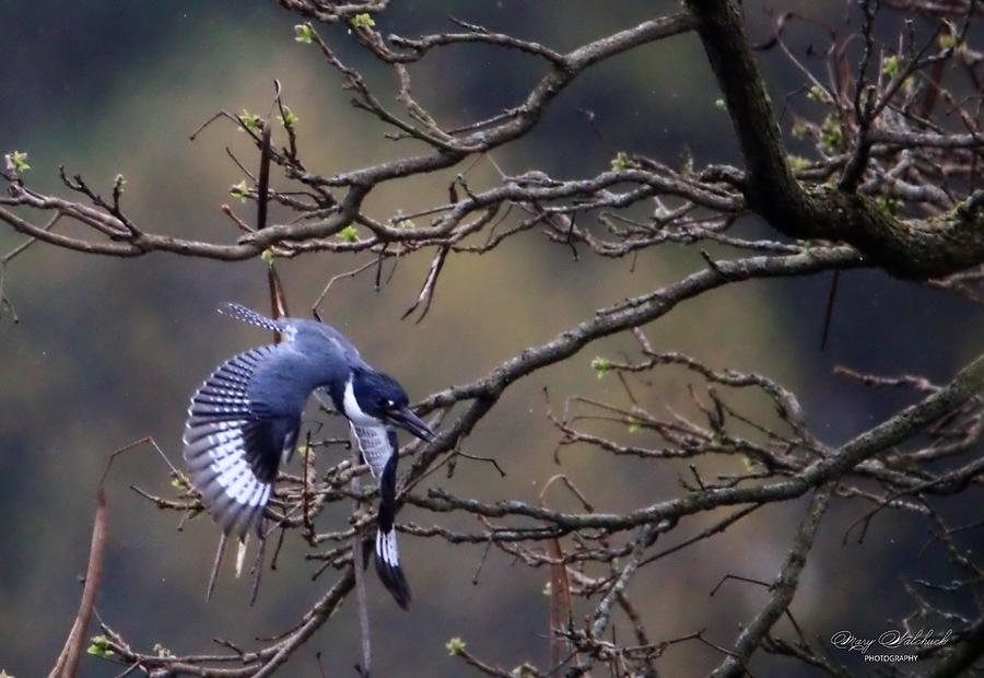 Belted Kingfisher in Flight Photograph by Mary Walchuck