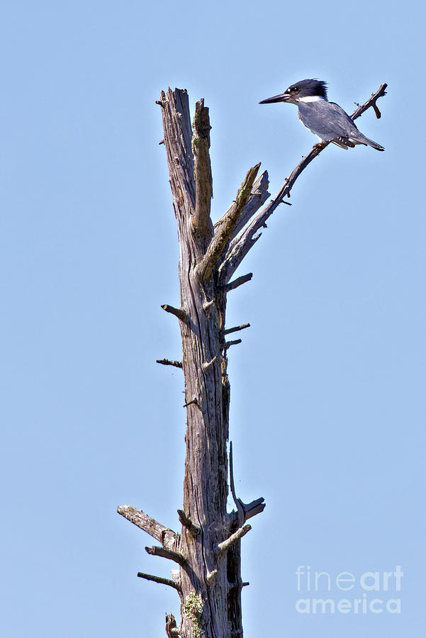 Belted Kingfisher in Sherburne Photograph by Natural Focal Point Photography