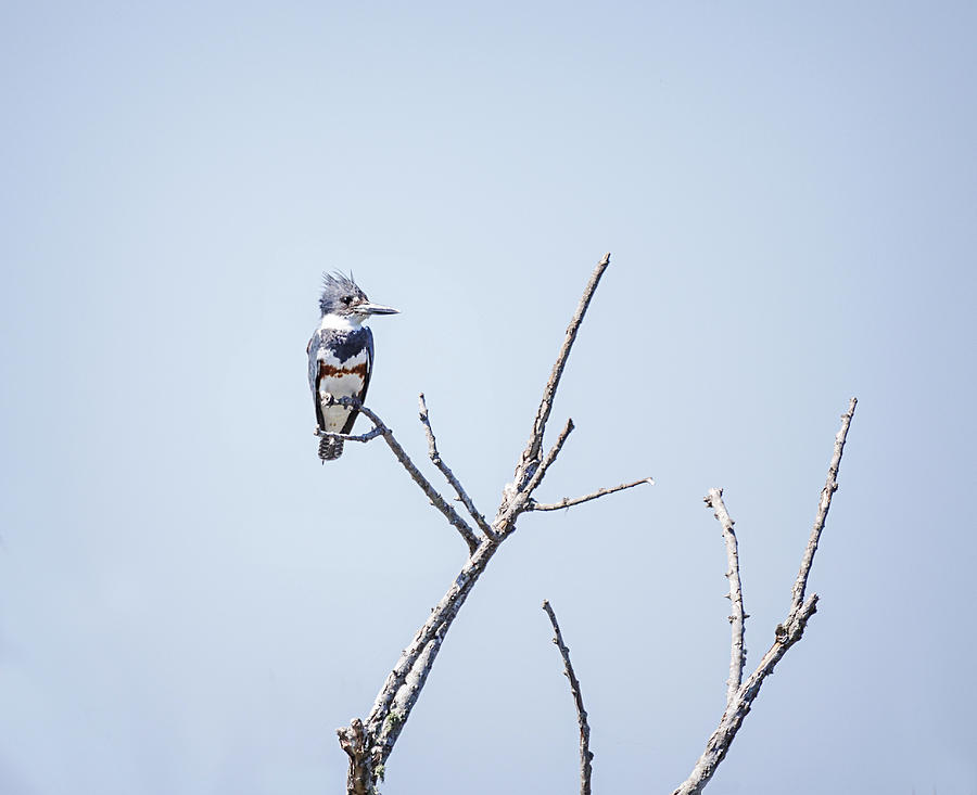Belted Kingfisher in Tree Photograph by Fran Gallogly