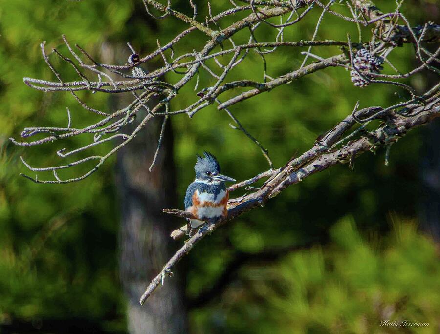 Belted Kingfisher Photograph by Kathi Isserman Belted Kingfisher Photograph by Kathi Isserman