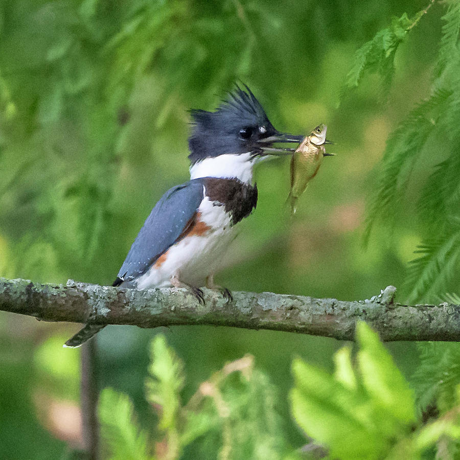 Belted Kingfisher Photograph by Ken Stampfer