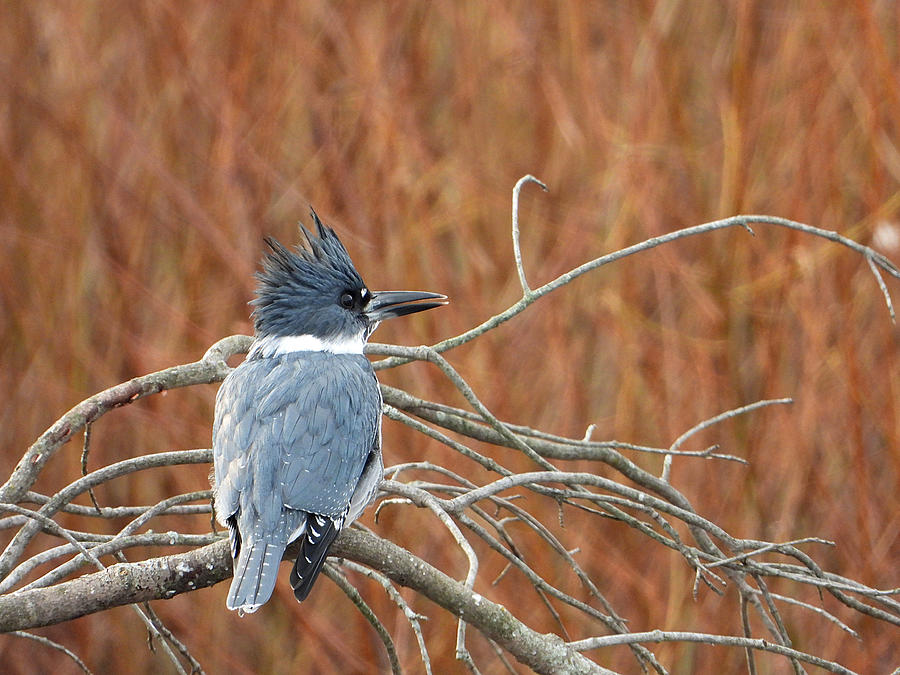 Belted Kingfisher Photograph by Living Color Photography Lorraine Lynch