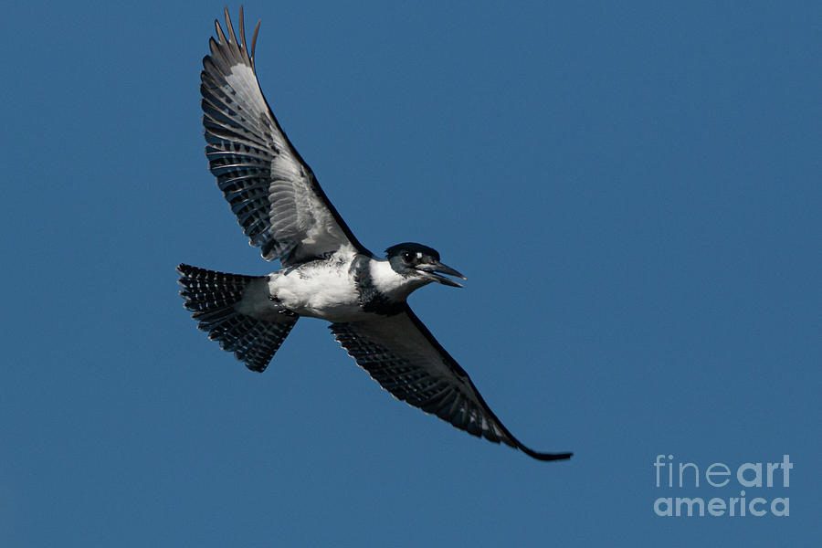 Belted Kingfisher Male 8536 Photograph by Craig Corwin