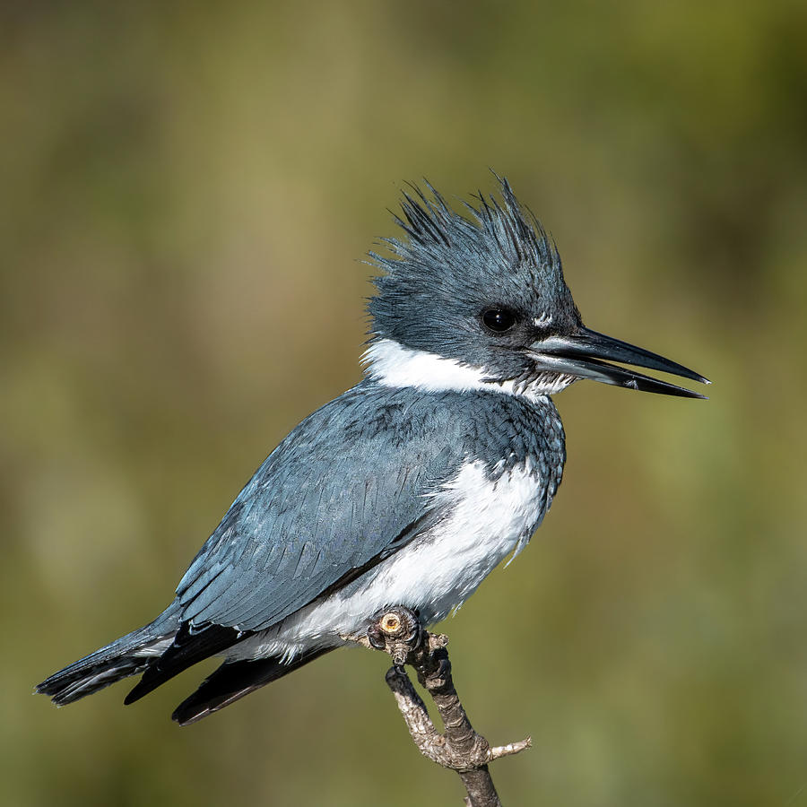 Belted Kingfisher-Male Photograph by Bradford Martin