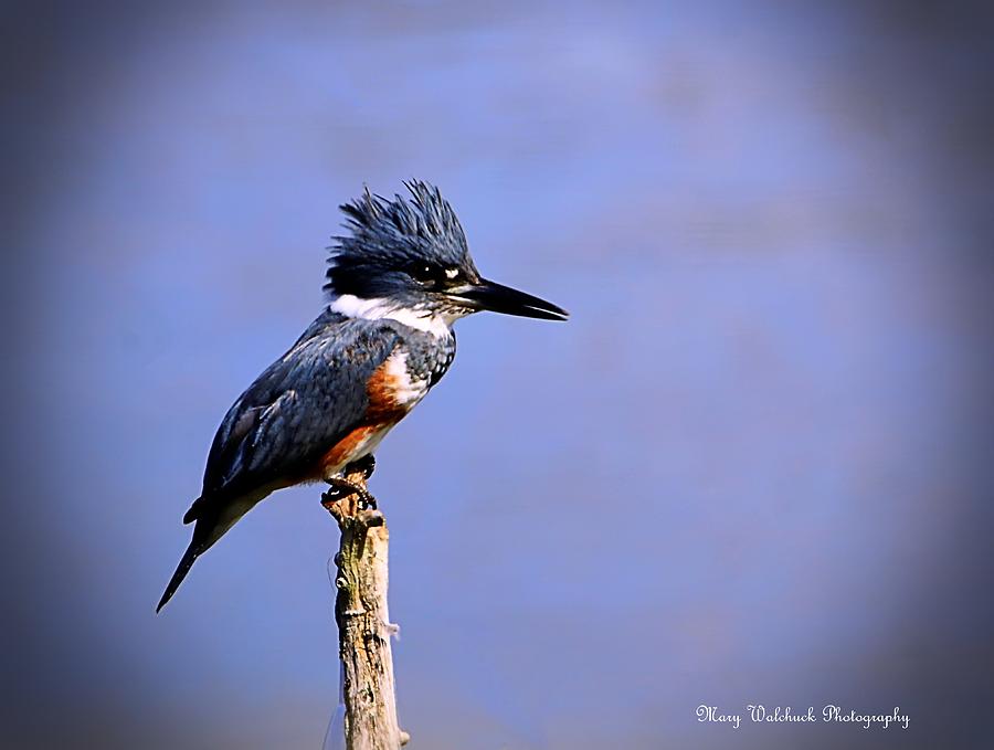 Belted Kingfisher Photograph by Mary Walchuck