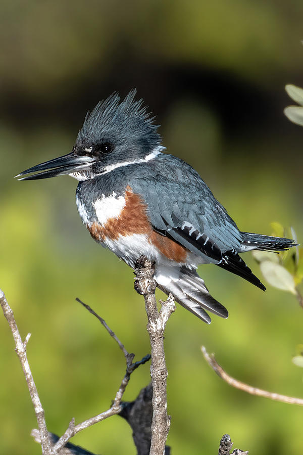 Belted Kingfisher Molting Photograph by Bradford Martin