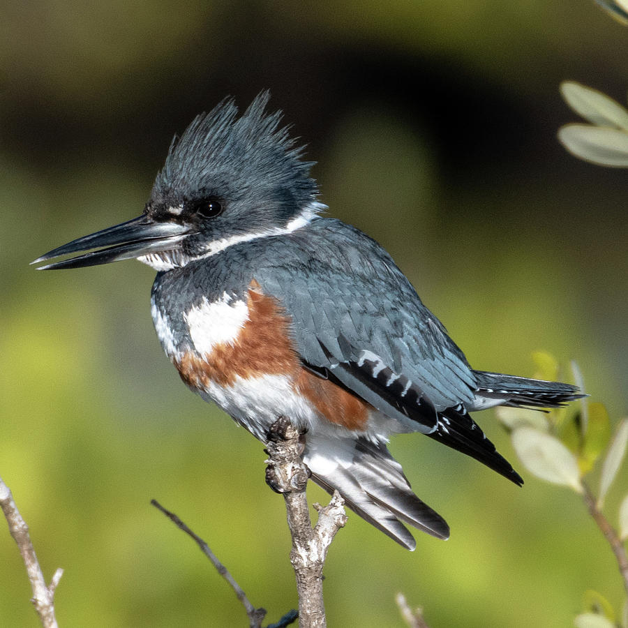 Belted Kingfisher Molting Square Photograph by Bradford Martin