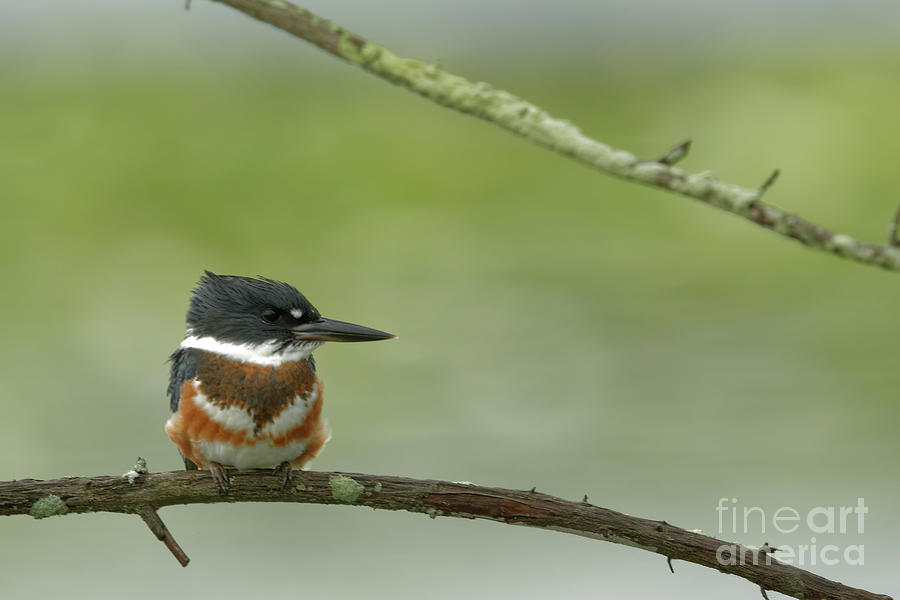 Belted Kingfisher Over the Marsh at Sherburne  Photograph by Natural Focal Point Photography